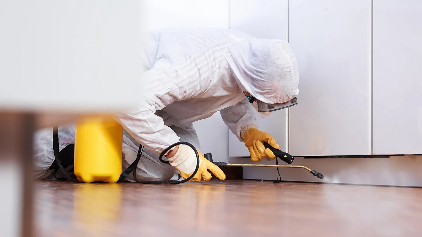 Total Pest Control Management Services in Chandigarh-9988875582